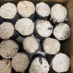 クワガタ　産卵木Cの画像