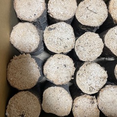 クワガタ　産卵木Cの画像