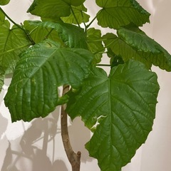 フィカス・ウンベラータの画像