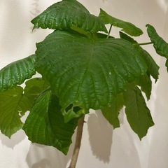 フィカス・ウンベラータの画像