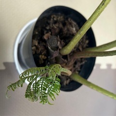 リュビンタイの画像