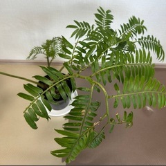 リュビンタイの画像