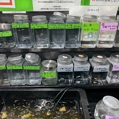 年末年始　めだか販売　タマミジンコ　福袋 の画像