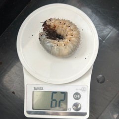 ヘラクレスヘラクレス　3令幼虫ペアの画像