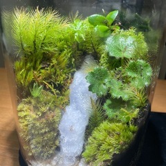No.2　苔テラリウム　苔アート　苔リウム　テラリウム　苔玉　観葉植物　盆栽　の画像