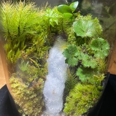 No.2　苔テラリウム　苔アート　苔リウム　テラリウム　苔玉　観葉植物　盆栽　の画像