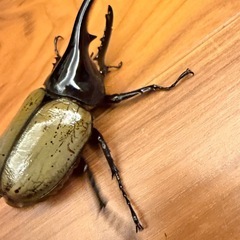 ヘラクレスオオカブト成虫オス単品の画像