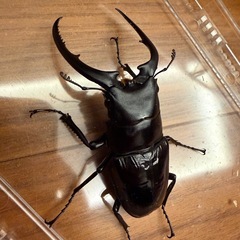 コンフキウスノコギリペアの画像