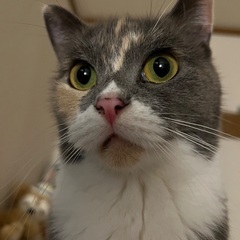 スコティッシュフォールドの女の子、クッキー