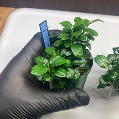 【斑入り】アヌビアスキリンミニ、プチ 2点セットの画像