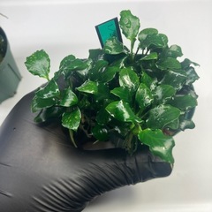 【斑入り】アヌビアスキリンミニ、プチ 2点セットの画像