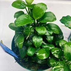 【斑入り】アヌビアスキリンミニ、プチ 2点セットの画像