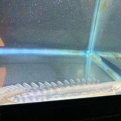 ビキールラプラディの画像