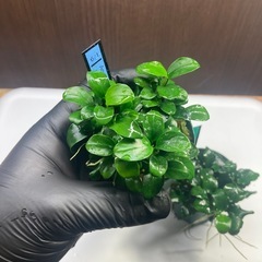 アヌビアス3種セットの画像