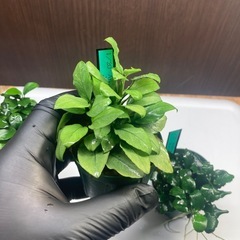 アヌビアス3種セットの画像