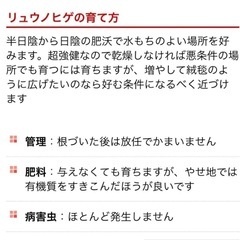 竜のひげ　抜き苗　約100本の画像