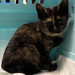 🌸🐈サビ柄の仔猫🐈🌸