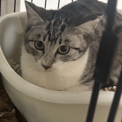 🌸🐈サバ白の仔猫さん🐈🌸