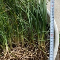 竜のひげ　抜き苗　約50本の画像