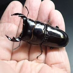 ドルクス ヤクシャペア　　　　♂51㎜  ♀35㎜の画像