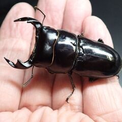 ドルクス ヤクシャペア　　　　♂51㎜  ♀35㎜の画像