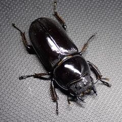 ドルクス ヤクシャペア　　　　♂51㎜  ♀35㎜の画像