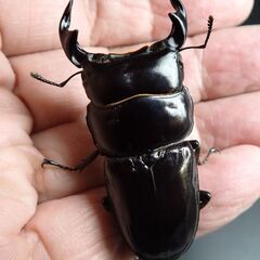 ドルクス ヤクシャペア　　　　♂51㎜  ♀35㎜の画像