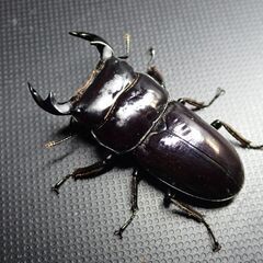 ドルクス ヤクシャペア　　　　♂44㎜  ♀27㎜の画像