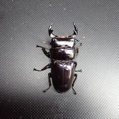 ドルクス ヤクシャペア　　　　♂44㎜  ♀27㎜の画像