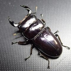 ドルクス ヤクシャペア　　　　♂44㎜  ♀27㎜の画像