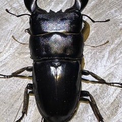 スマトラオオヒラタ、83mm、世子血統、の画像