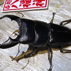 スマトラオオヒラタ、83mm、世子血統、の画像