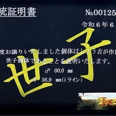 スマトラオオヒラタ、83mm、世子血統、の画像