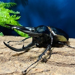 訳あり　コーカサスオオカブト　3齢幼虫1頭　の画像