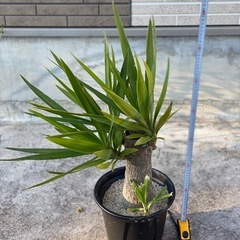 ユッカ（青年の木）をお譲りします。の画像
