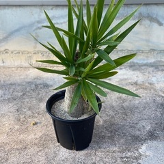 ユッカ（青年の木）をお譲りします。の画像