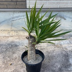 ユッカ（青年の木）をお譲りします。の画像