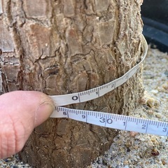 ユッカ（青年の木）をお譲りします。の画像