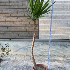 ユッカ（青年の木）をお譲りします。の画像