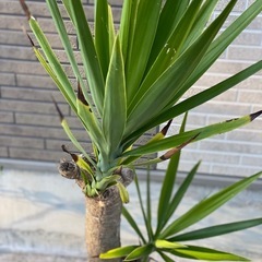 ユッカ（青年の木）をお譲りします。の画像