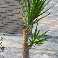 ユッカ（青年の木）をお譲りします。の画像