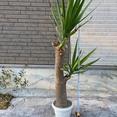 ユッカ（青年の木）をお譲りします。の画像