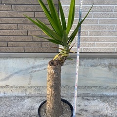 ユッカ（青年の木）をお譲りします。の画像
