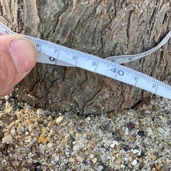 ユッカ（青年の木）をお譲りします。の画像