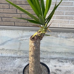 ユッカ（青年の木）をお譲りします。の画像