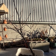 ヤマボウシ　　ウルフアイの画像