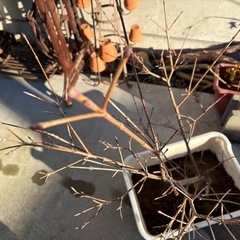 ヤマボウシ　　ウルフアイの画像