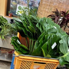 切葉　モンステラ3枚の画像