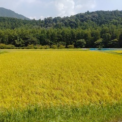 三重県産　キヌヒカリ　精米10kg
の画像