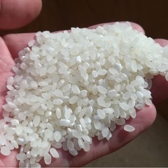 三重県産　キヌヒカリ　精米10kg
の画像